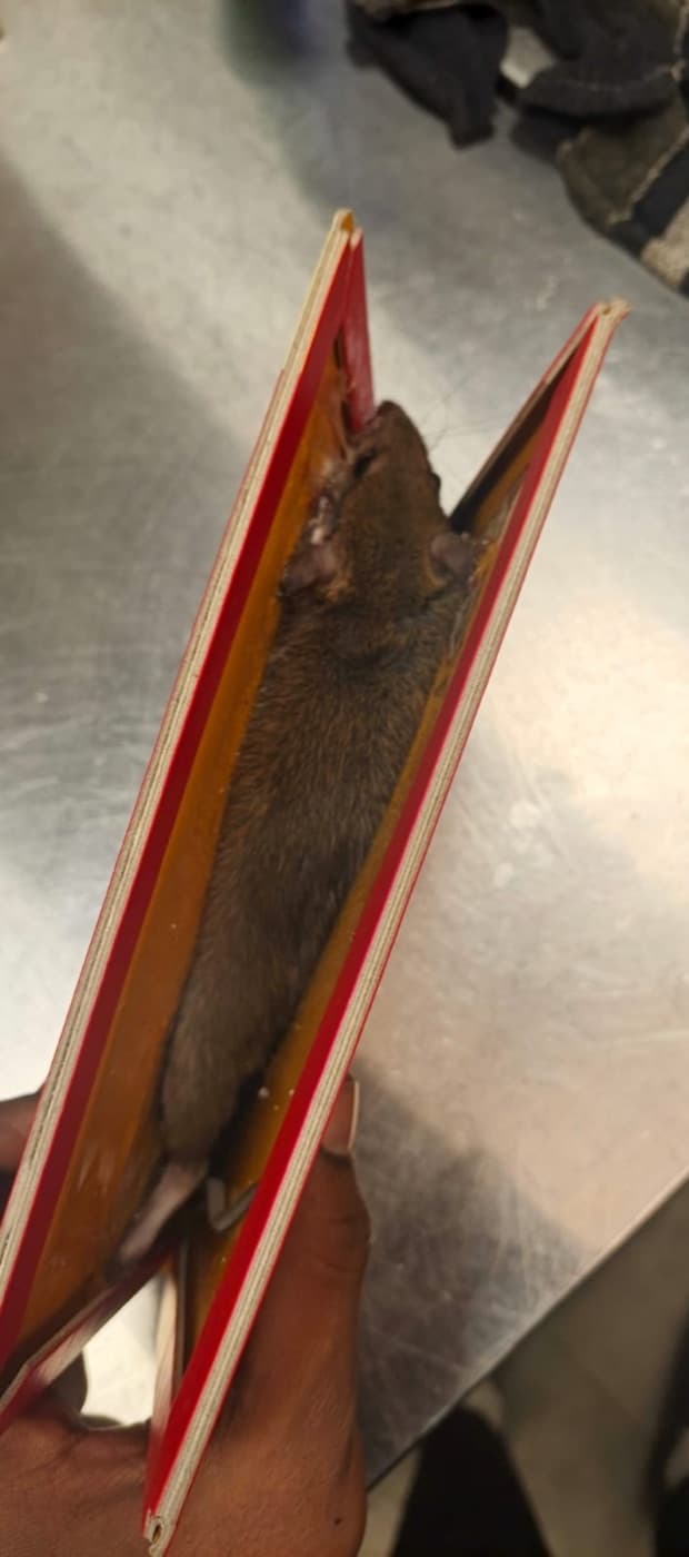 Rodent Control